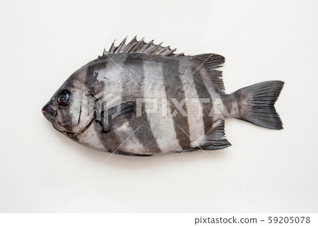 Sea bream Sea bream 59205078