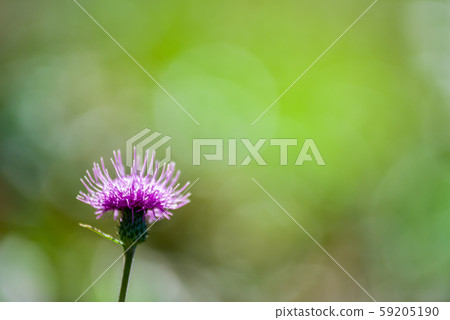 在綠色背景上的薊花 在綠色背景上的薊花 59205190