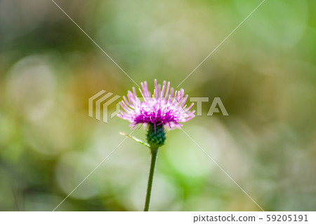 在綠色背景上的薊花 在綠色背景上的薊花 59205191
