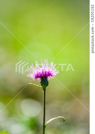 在綠色背景上的薊花 在綠色背景上的薊花 59205192
