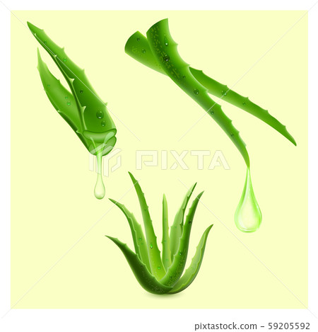 aloe plant vector