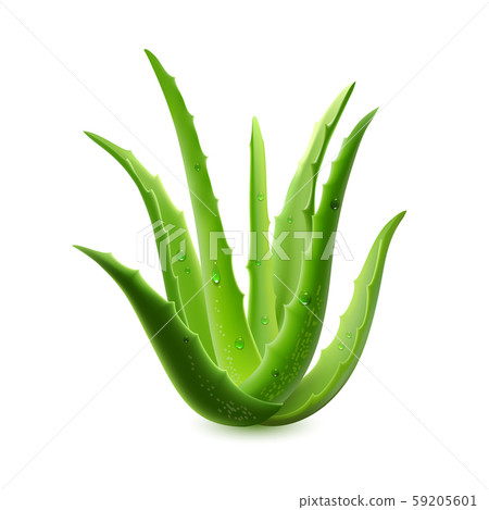 Realistic aloe vera vector illustration on white background 59205601