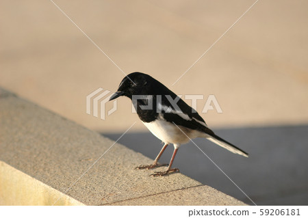 a common magpie, Pica pica , Pica pica. On the a common magpie, Pica pica , Pica pica. On the 59206181