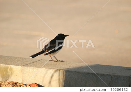 a common magpie, Pica pica , Pica pica. On the 59206182