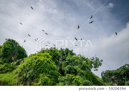 frigates and pelicans nest Los Haitises National frigates and pelicans nest Los Haitises National 59206394