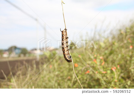 Larval of the sparrow 59206552