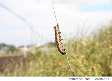 Larval of the sparrow Larval of the sparrow 59206554