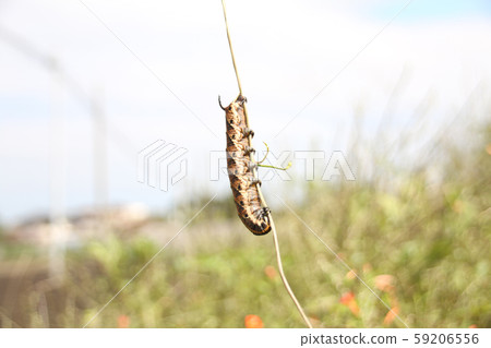 Larval of the sparrow 59206556