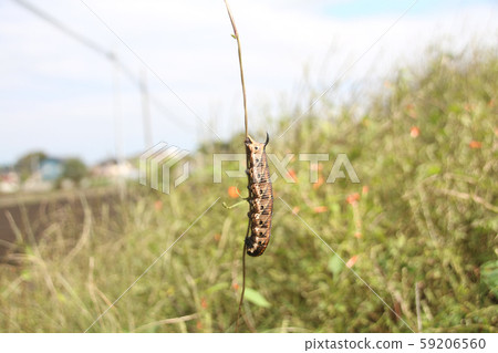 Larval of the sparrow 59206560