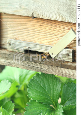 Bee strawberry pollination Bee strawberry pollination 59207115
