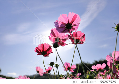 宇宙 宇宙 59207529