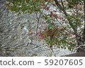 Fresh autumn stream 59207605