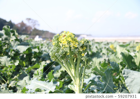 Broccoli flowers 59207931