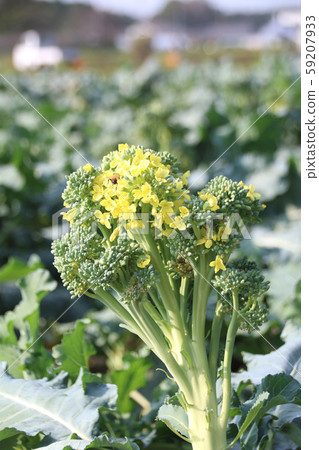 Broccoli flowers 59207933