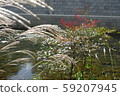 Autumn color 59207945
