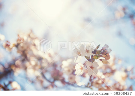 White Cherry blossom with sun rays White Cherry blossom with sun rays 59208427