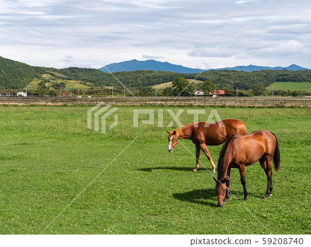 Thoroughbreds and grasslands overlooking the pastureland of Hidaka, Hokkaido. Thoroughbreds and grasslands overlooking the pastureland of Hidaka, Hokkaido. 59208740