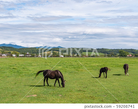 Horses scattered throughout the pastureland of Hidaka, Hokkaido Horses scattered throughout the pastureland of Hidaka, Hokkaido 59208741