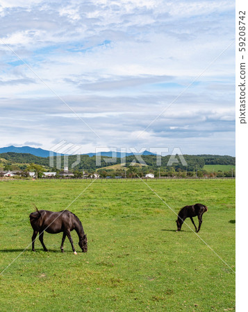 Thoroughbreds grazing in a pasture in Hidaka, Hokkaido. Thoroughbreds grazing in a pasture in Hidaka, Hokkaido. 59208742