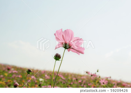 Pink cosmos on field at sky. 59209426
