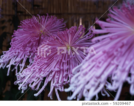 Okuwa Okuwa 59209467