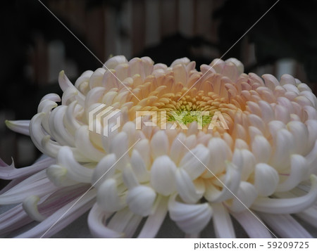 Okuwa Okuwa 59209725