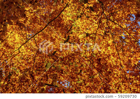 Autumn foliage golden leaves as texture or 59209730
