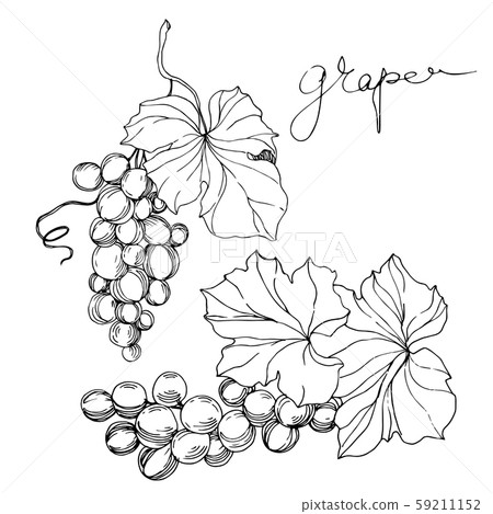 Vector Grape berry healthy food. Black and white engraved ink art. Isolated grape illustration 59211152