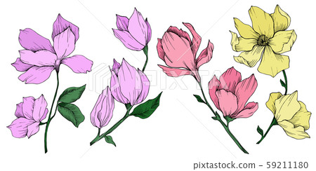 Vector Magnolia floral botanical flowers. Black and white engraved ink art. Isolated magnolia 59211180