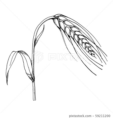 Vector ear of wheat. Black and white engraved ink art. Isolated spica illustration element. 59211200