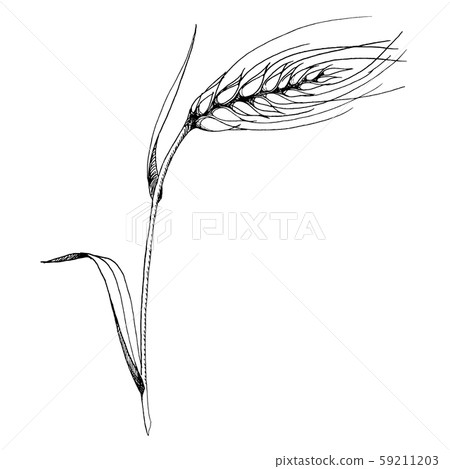Vector ear of wheat. Black and white engraved ink art. Isolated spica illustration element. 59211203
