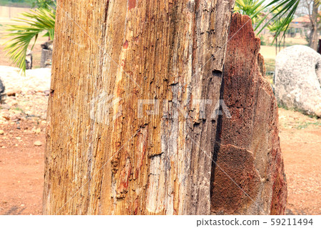 Stone trees, Petrified forest, petrified wood, Stone trees, Petrified forest, petrified wood, 59211494