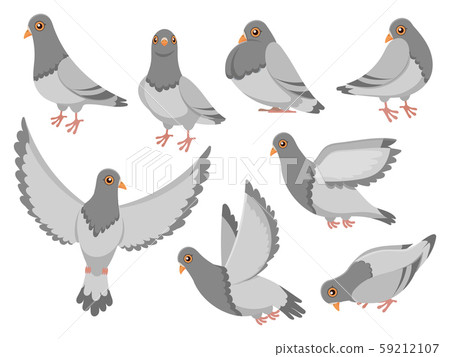 Pigeon flying video free download pc windows