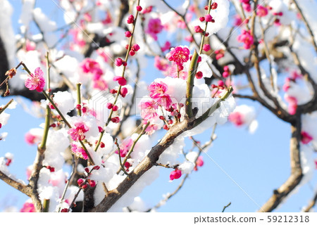 Snow and plum Snow and plum 59212318