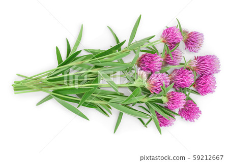 Clover or trefoil flower medicinal herbs isolated on white background, Top view. Flat lay 59212667