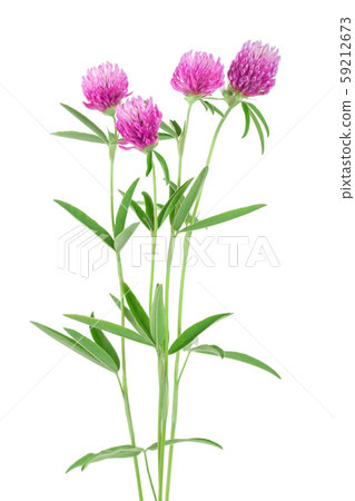 Clover or trefoil flower medicinal herbs isolated on white background 59212673