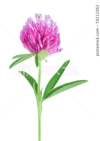 Clover or trefoil flower medicinal herbs isolated on white background 59212862