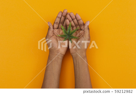 Cannabis leaf in open palms of female over orange background Cannabis leaf in open palms of female over orange background 59212982