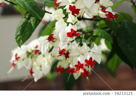 Harlequin glory bower Harlequin glory bower 59213125