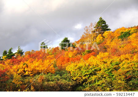 Nishiki autumn Kurikoma Sansugawa Kogen hot spring 59213447