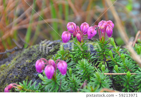 北海道大雪山高山植物ezonotugazakura 照片素材 圖片 圖庫
