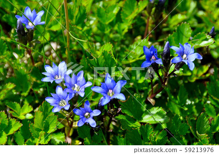 Hokkaido Daisetsuzan alpine plant Miyamaido 59213976