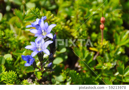 Hokkaido Daisetsuzan alpine plant Miyamaido 59213978