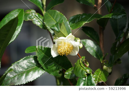 Tea flower Tea flower 59213996