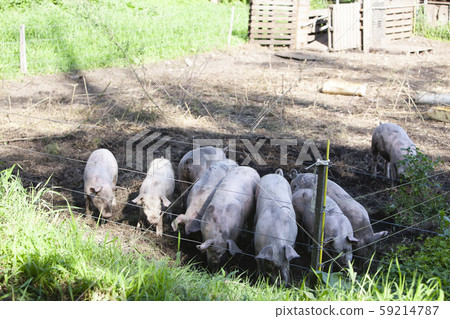 養豬 養豬 59214787