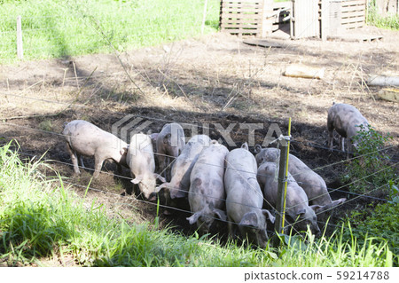 養豬 59214788