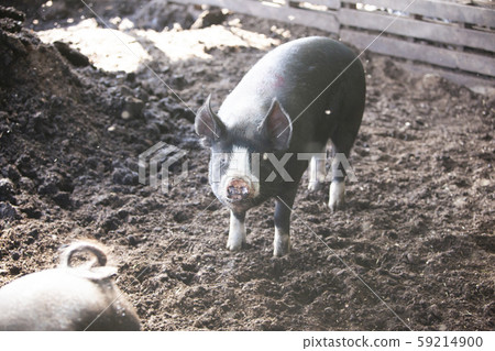 Black pig 59214900