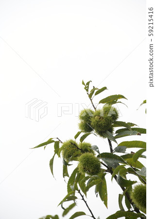 板栗樹栗子果子 板栗樹栗子果子 59215416