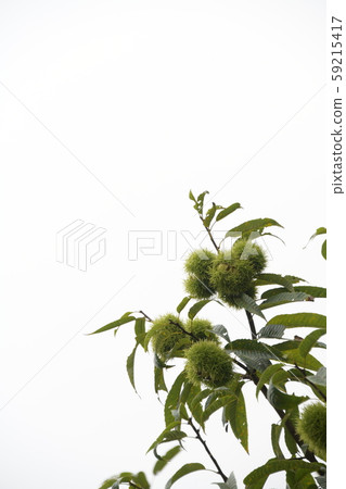 板栗樹栗子果子 板栗樹栗子果子 59215417