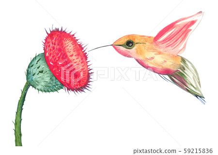 Illustration of a colored drawing of a watercolor hummingbird eating pollen from a flower on a Illustration of a colored drawing of a watercolor hummingbird eating pollen from a flower on a 59215836